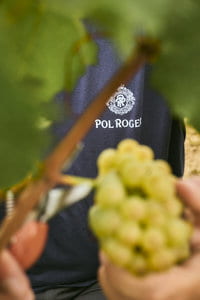 The 2025 Harvest: a fine vintage on the cards Champagne Pol Roger
