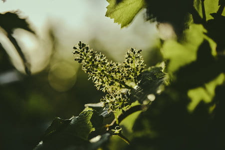 Flowering 2026 Champagne Pol Roger