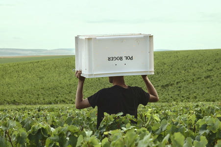 Vendanges 2026 : Une année inédite, entre résilience de la vigne et précocité historique Champagne Pol Roger